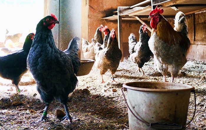 Assegurances Animals